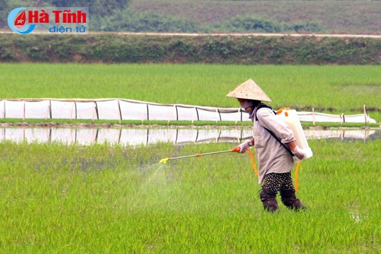 Đức Thọ chủ động khắc phục sản xuất vụ xuân ảnh 2