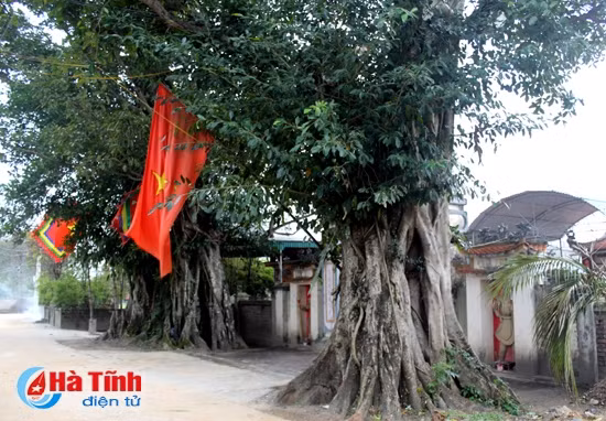 Hai cây đa trước cổng đền Vua Mai đã được công nhận là cây di sản Việt Nam. Hai cây đa trước cổng đền Vua Mai đã được công nhận là cây di sản Việt Nam.