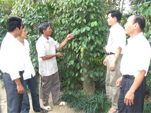 Mô hình vườn, rừng của ông Nguyễn Xuân Dừng (giữa) ở xã Kỳ Lạc mỗi năm thu nhập gần 200 triệu đồng.