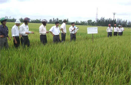 Giống lúa P290 trồng khảo nghiệm sử dụng công cụ sạ hàng tại xã Cẩm Thành cho năng suất trên 52tạ/ha.