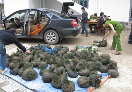 Chiếc xe Camry cùng số lượng tê tê bị bắt giữ