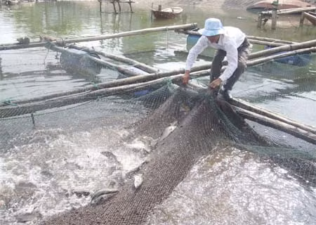 Kiểm tra cá nuôi