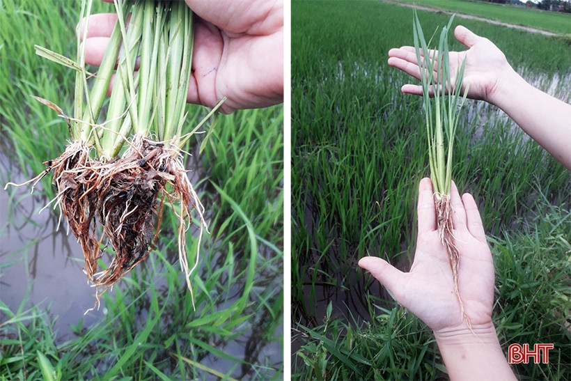 Nhiều lợi ích khi dùng chế phẩm sinh học xử lý gốc rạ trên đồng ruộng ...