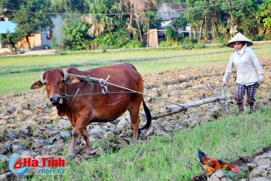 "Cơn lốc" ly hương khiến phụ nữ, người lớn tuổi trở thành lao động chính trên đồng ruộng.
