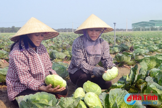 Công nhân Mitraco thu hoạch bắp cải vụ xuân. Theo ước tính, năng suất năm nay cao hơn 20 - 30% so cùng kỳ.