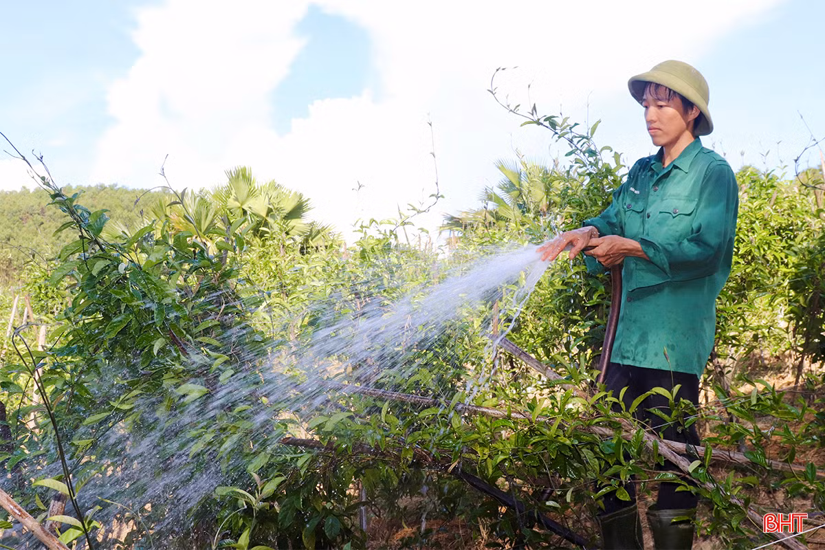 ... và tưới nước thường xuyên để "chống nóng" cho cây.