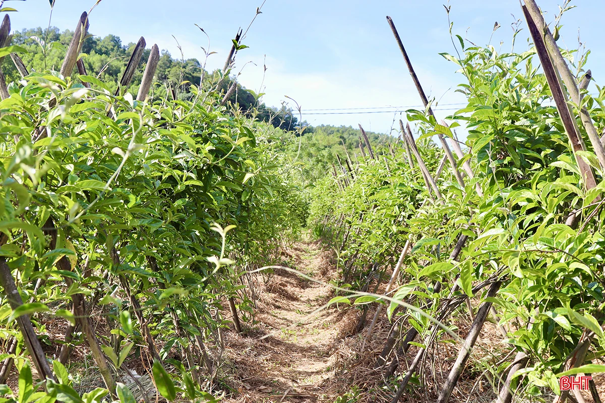 Anh Vượng cho biết, cây ba kích tím không khó trồng nhưng để đạt tỷ lệ sống cao và cây sinh trưởng tốt, đòi hỏi người trồng phải làm tốt các khâu từ chọn giống, làm đất cho tới chăm sóc.