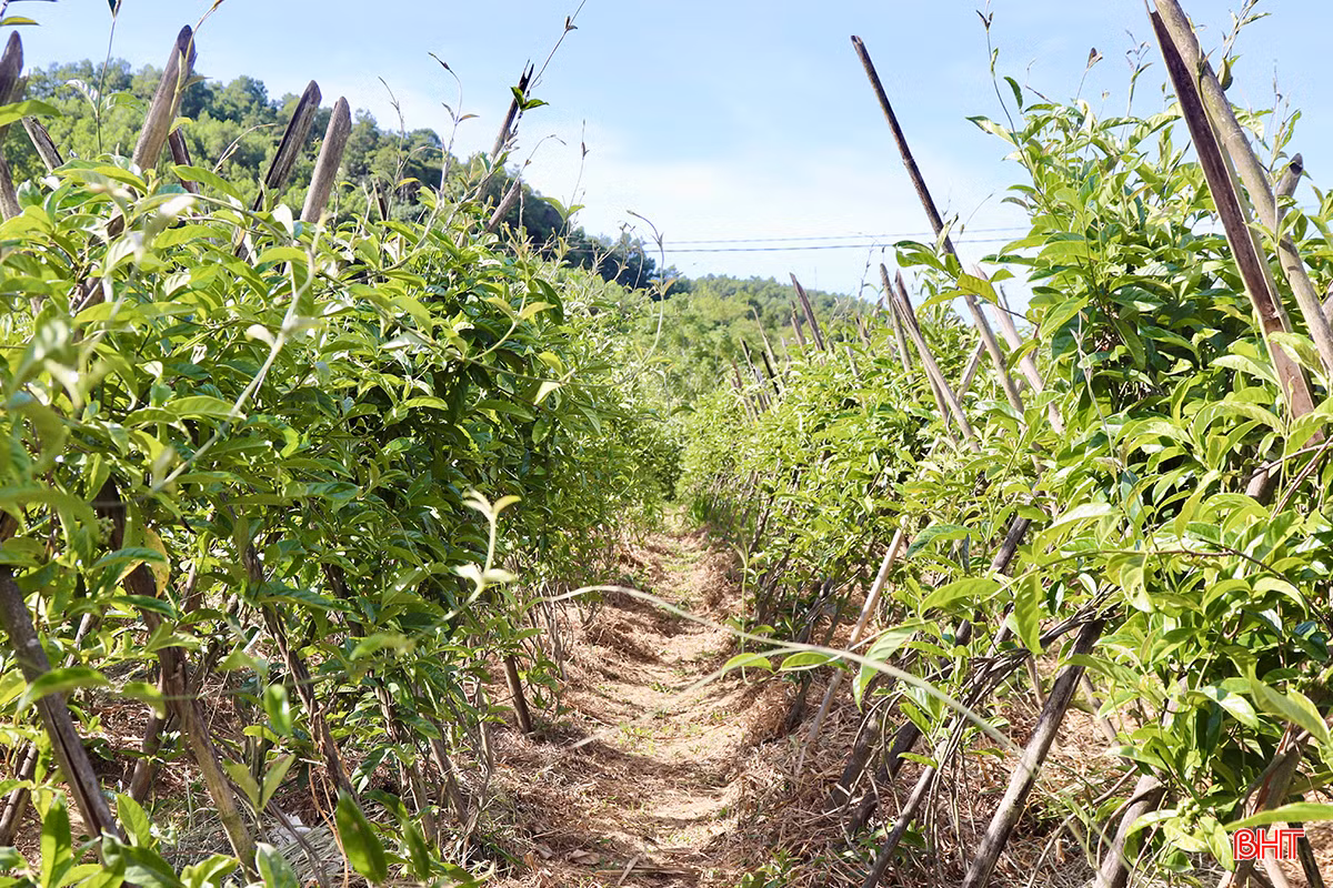 Anh Vượng cho biết, cây ba kích tím không khó trồng nhưng để đạt tỷ lệ sống cao và cây sinh trưởng tốt, đòi hỏi người trồng phải làm tốt các khâu từ chọn giống, làm đất cho tới chăm sóc.