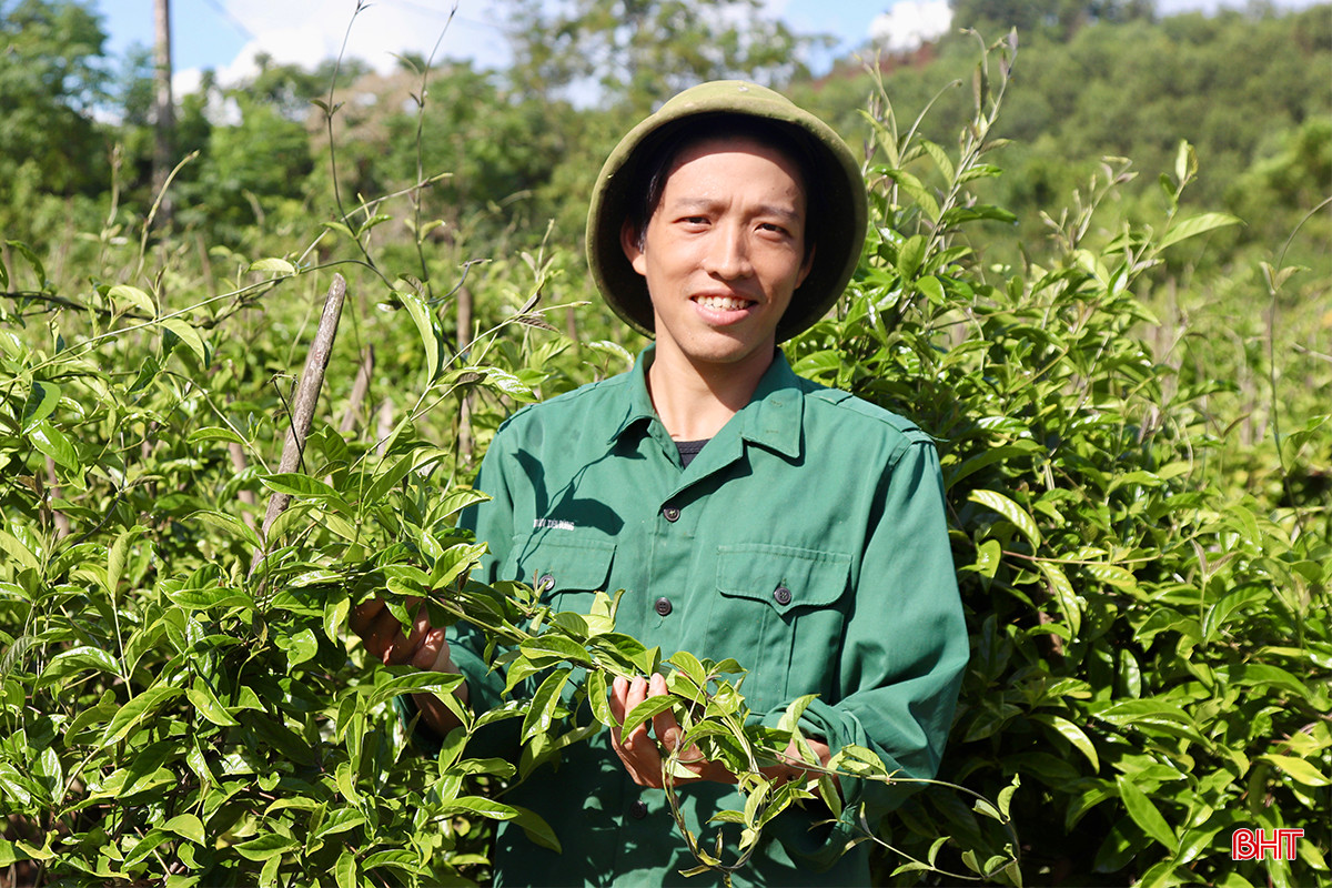 Theo tính toán của anh Vượng, 1 ha trồng hơn 20.000 cây ba kích tím, mỗi cây cho khoảng từ 3 - 4 củ, trọng lượng từ 1,5 - 2 kg; giá bán củ ba kích dao động từ 120.000 - 140.000đồng/kg như hiện nay thì 1 ha ba kích đem về nguồn thu hàng tỷ đồng cho người trồng.