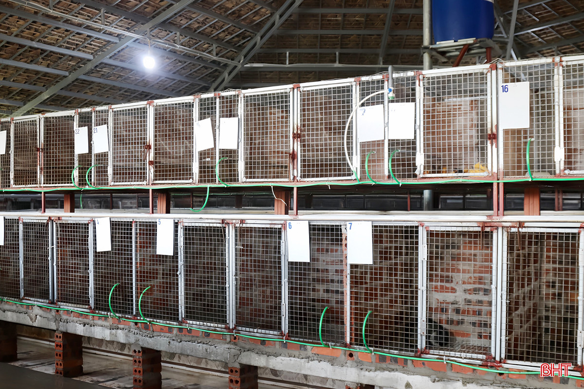 Chuồng được anh Cường phân chia thành các khu riêng biệt: khu nuôi cá thể, khu nuôi các cặp chồn vợ chồng, khu nuôi chồn sơ sinh... Tùy giai đoạn phát triển, anh sẽ nhốt chồn trong lồng theo tỷ lệ 1 - 2 hoặc nhiều con.