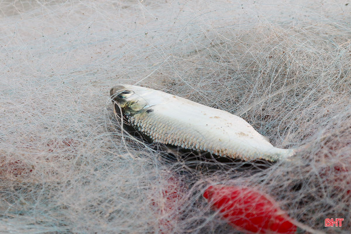 Những mẻ cá mòi tươi xanh mang niềm vui đến với ngư dân sau đêm buông lưới.