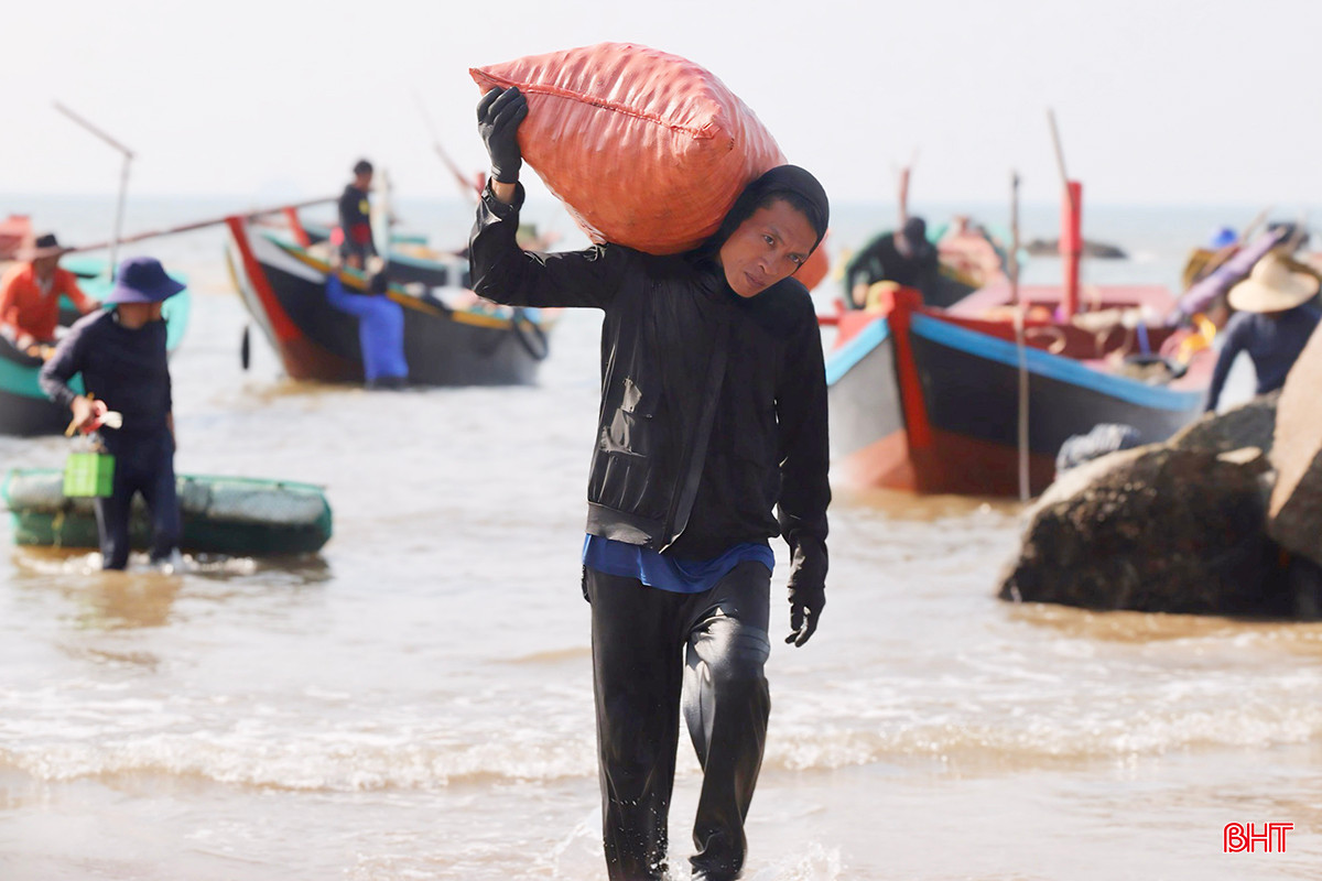 Sò lông được bà con ngư dân đựng thành từng bì lớn để thuận tiện cho việc vận chuyển, xuất bán. Loại hải sản này được thương lái mua tại bờ biển với giá 25 nghìn đồng/kg.