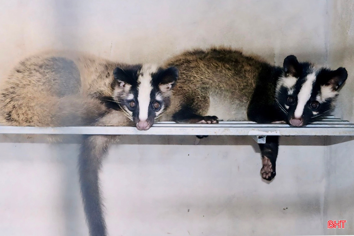 z5338943011213_35fd1894bb7de5b083953d7f5ff2ec89 copy.jpg