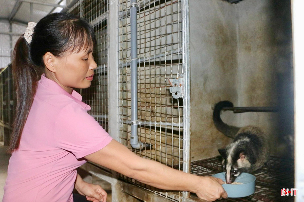 Thức ăn của chồn hương chủ yếu là chuối chín. Ngoài ra, vợ chồng chị Quyên còn bổ sung thêm thịt gà, cá sống và cám hữu cơ để tăng hàm lượng dinh dưỡng cho đàn chồn. Mỗi ngày, chồn được cho ăn hai lần vào buổi sáng và tối.