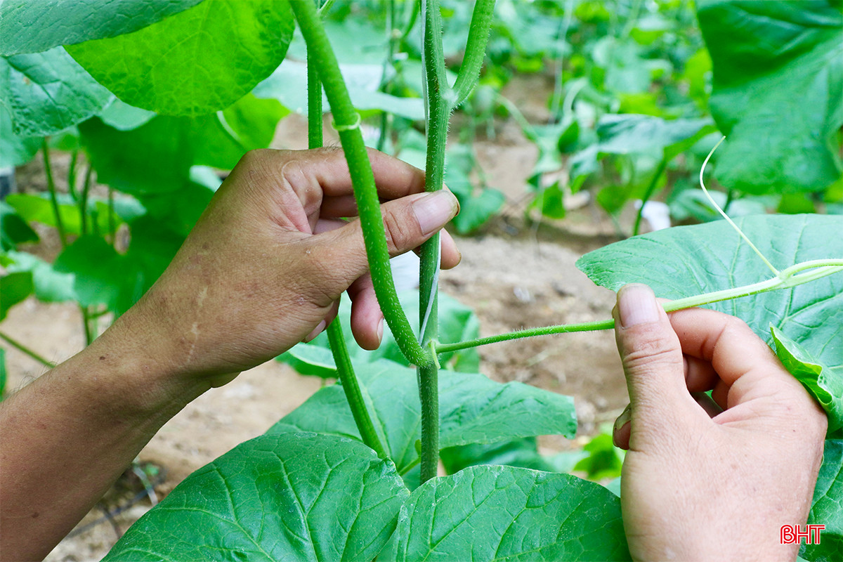 Để cây đảm bảo ra quả đạt chất lượng tốt nhất, anh Kỷ thường xuyên thực hiện kỹ thuật bấm ngọn không để cây cao quá 2,5m. Đồng thời, lựa chọn quả tốt nhất để lại, đảm bảo mỗi cây chỉ nuôi 1 quả.