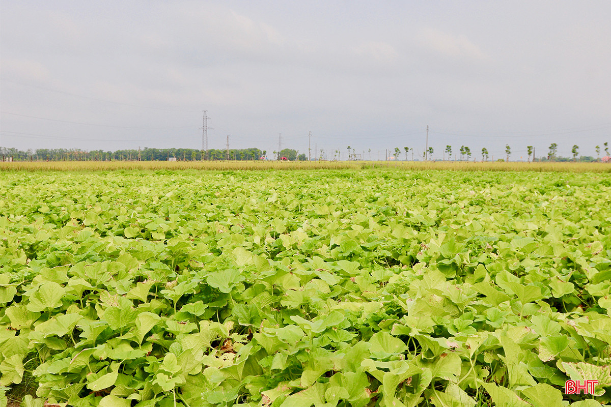 Toàn xã Việt Tiến hiện có hơn 25 hộ trồng dưa, với diện tích khoảng gần 6 ha. Trong đó, tập trung chủ yếu ở thôn Việt Yên, Phúc Lộc.