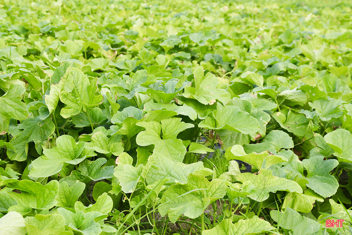 Dưa được trồng tại thôn Việt Yên ít bón phân hóa học, chủ yếu bà con sử dụng phân chuồng, phân vi sinh nên đảm bảo an toàn, chất lượng dưa thơm ngon.