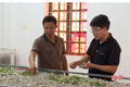 Người dân Hà Tĩnh nuôi tằm trong phòng điều hòa