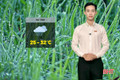 Dự báo thời tiết Hà Tĩnh ngày 13/7: Mưa rào và dông rải rác