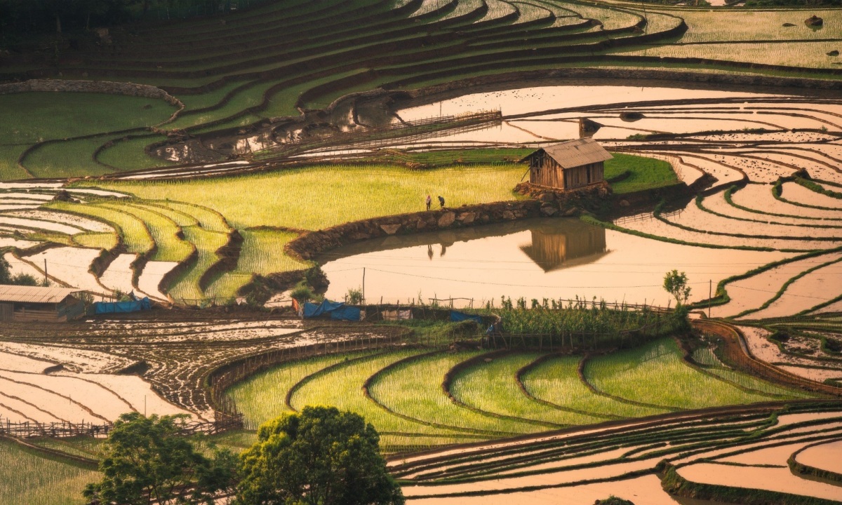 Ruộng bậc thang Lào Cai mùa nước đổ