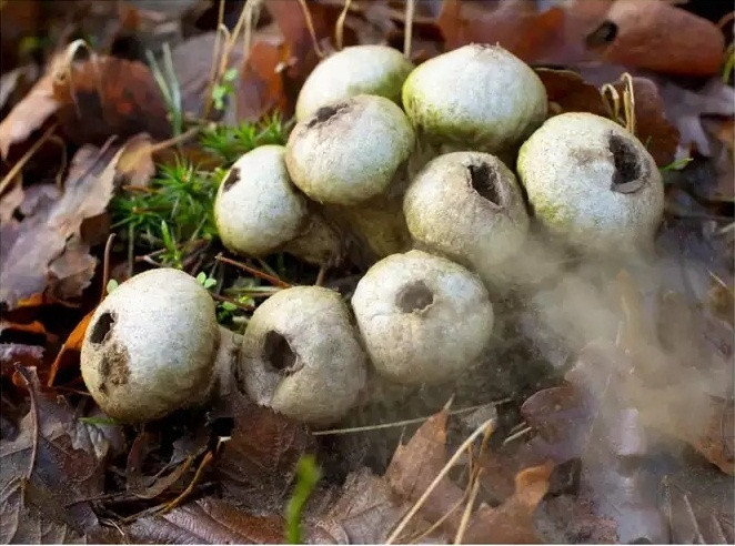 9 loại nấm kỳ lạ nhất trên thế giới có thể bạn chưa biết