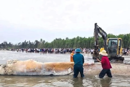 Cá voi dài gần 10 mét chết dạt vào bờ biển