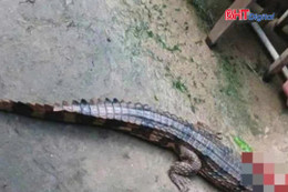 Cá sấu xổng chuồng cắn 1 người bị thương