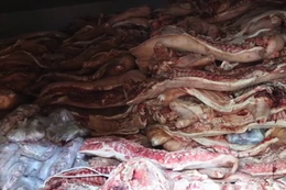 Bàng hoàng kho đông lạnh trữ hơn 37 tấn thịt lợn nhiễm vi rút gây bệnh dịch