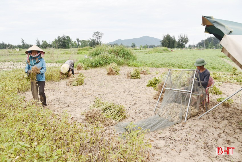 Nông dân các tổ dân phố Xuân Hải, Trung Nghĩa (thị trấn Lộc Hà) thu hoạch lạc ở những vùng đồng cao, đất cát. bqbht_br_dsc-6951-copy.jpg