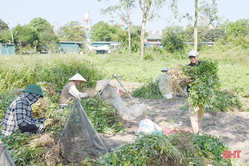 Gia đình anh Nguyễn Khắc Đồng ở thôn Hòa Bình (xã Thịnh Lộc) huy động tối đa nhân lực thu hoạch lạc vụ xuân 2025. bqbht_br_dsc-7883-copy.jpg