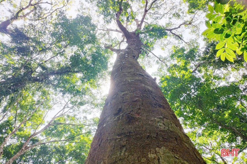 재생된 숲에 있는 100년 된 철목은 Huong Son Forestry and Service Company Limited의 묘목장에 속하며, 매년 수천 그루의 어린 나무를 산림 개발에 제공합니다. bqbht_br_nhung-cay-ban-dia-hang-tram-nam-tuoi-o-trong-cac-canh-rung-khoang-nuoi-xuc-tien-tai-sinh-rung.jpg