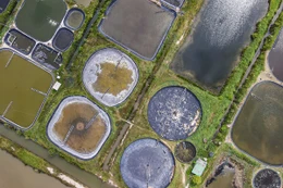 Sớm "hồi sinh" vùng nuôi trồng thủy sản Thạch Bàn