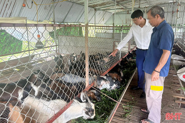 Nông dân Cẩm Hưng làm giàu nhờ nuôi dê Lào