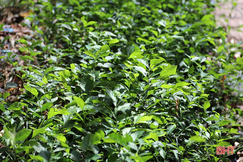 Ươm 20 nghìn cây giống trồng hàng rào xanh ở thị xã phía Nam Hà Tĩnh