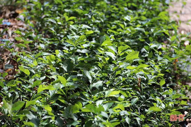 Ươm 20 nghìn cây giống trồng hàng rào xanh ở thị xã phía Nam Hà Tĩnh