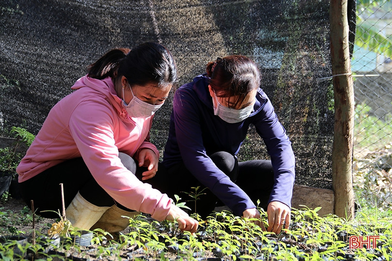 Ươm 20 nghìn cây giống trồng hàng rào xanh ở thị xã phía Nam Hà Tĩnh