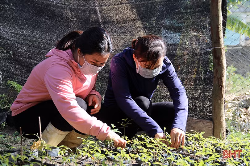 Ươm 20 nghìn cây giống trồng hàng rào xanh ở thị xã phía Nam Hà Tĩnh