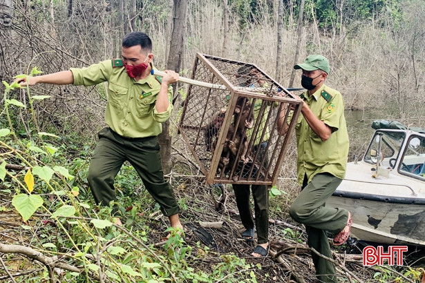 Vườn Quốc gia Vũ Quang thả 3 cá thể khỉ mặt đỏ về môi trường tự nhiên