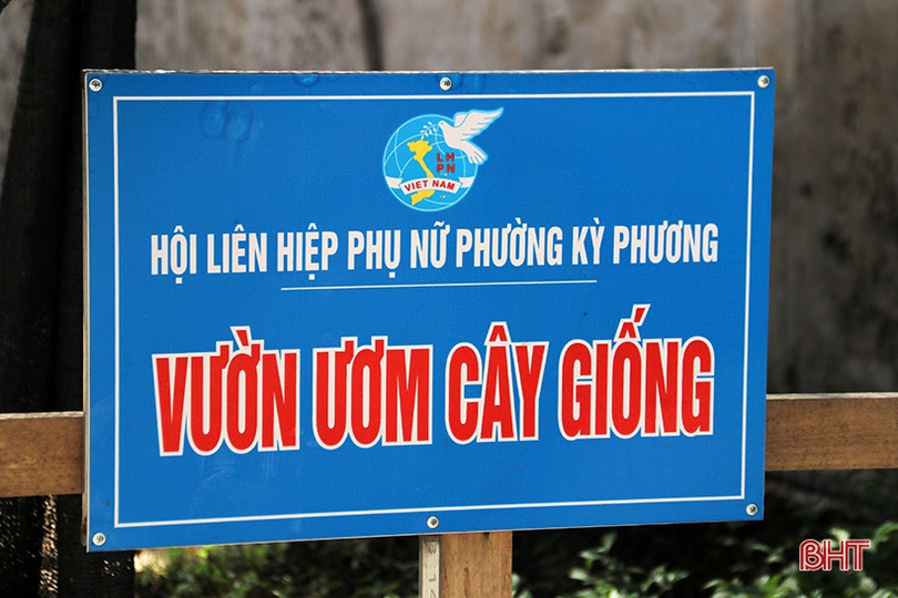 Ươm 20 nghìn cây giống trồng hàng rào xanh ở thị xã phía Nam Hà Tĩnh