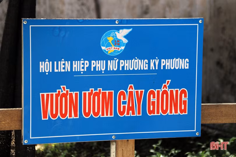 Ươm 20 nghìn cây giống trồng hàng rào xanh ở thị xã phía Nam Hà Tĩnh