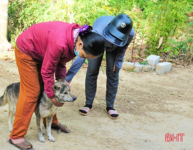 Hương Khê tiêm phòng vắc-xin cho hơn 47.000 con gia súc