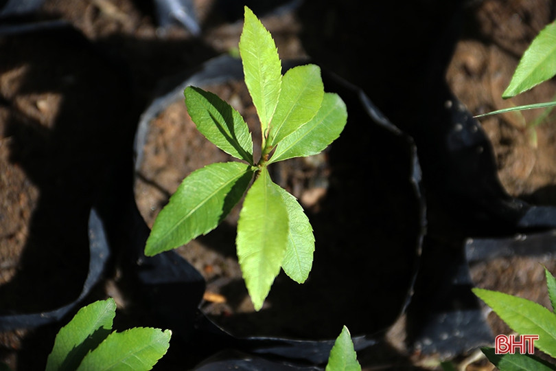 Ươm 20 nghìn cây giống trồng hàng rào xanh ở thị xã phía Nam Hà Tĩnh