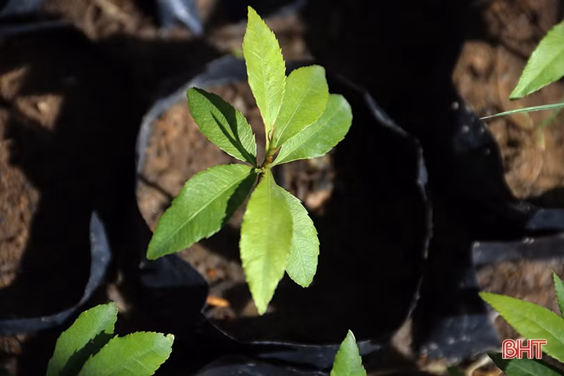 Ươm 20 nghìn cây giống trồng hàng rào xanh ở thị xã phía Nam Hà Tĩnh