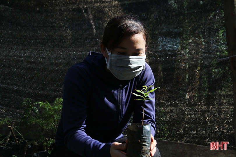 Ươm 20 nghìn cây giống trồng hàng rào xanh ở thị xã phía Nam Hà Tĩnh