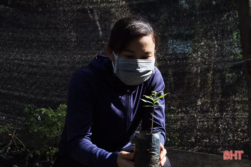 Ươm 20 nghìn cây giống trồng hàng rào xanh ở thị xã phía Nam Hà Tĩnh