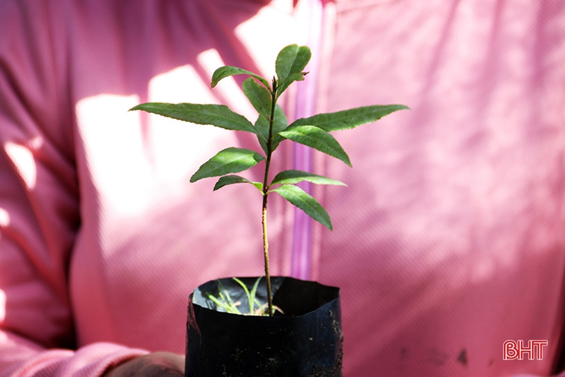 Ươm 20 nghìn cây giống trồng hàng rào xanh ở thị xã phía Nam Hà Tĩnh