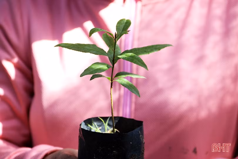 Ươm 20 nghìn cây giống trồng hàng rào xanh ở thị xã phía Nam Hà Tĩnh