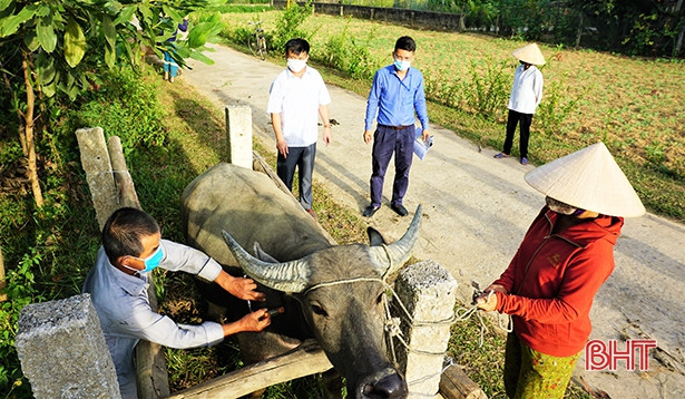 Hương Khê tiêm phòng vắc-xin cho hơn 47.000 con gia súc