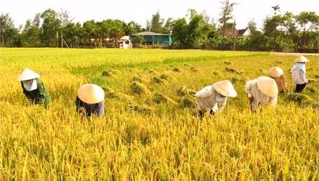 Thu hoạch lúa giống ở HTX dịch vụ tổng hợp nông nghiệp Cẩm Thành