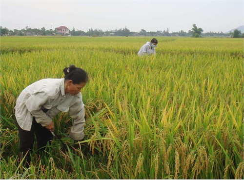 Trà lúa xuân sớm không còn phù hợp trong cơ cấu mùa vụ ở tỉnh ta